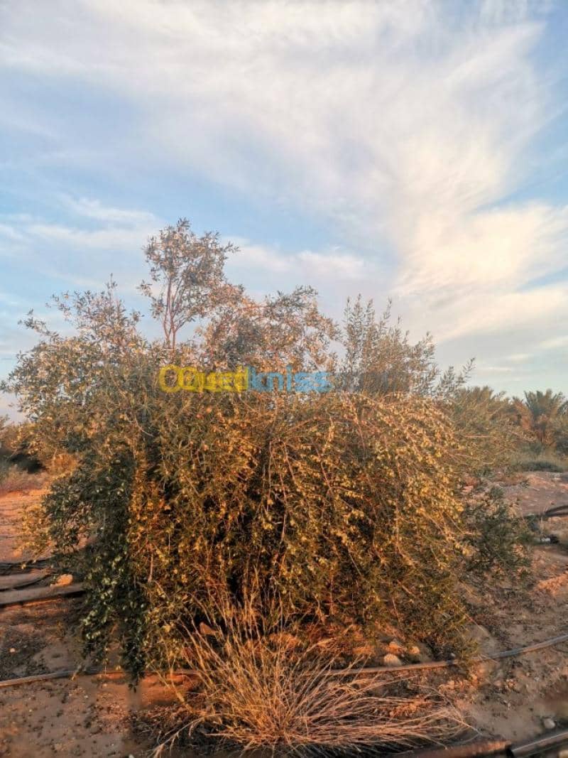 Vente Terrain Agricole Biskra Oumache 9