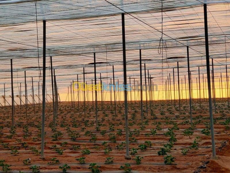 Vente Terrain Agricole Biskra Oumache 13