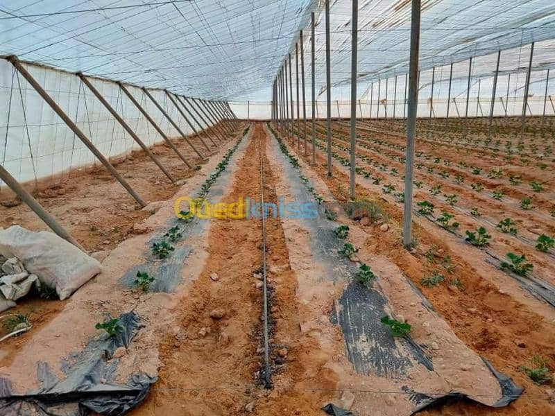 Vente Terrain Agricole Biskra Oumache 15