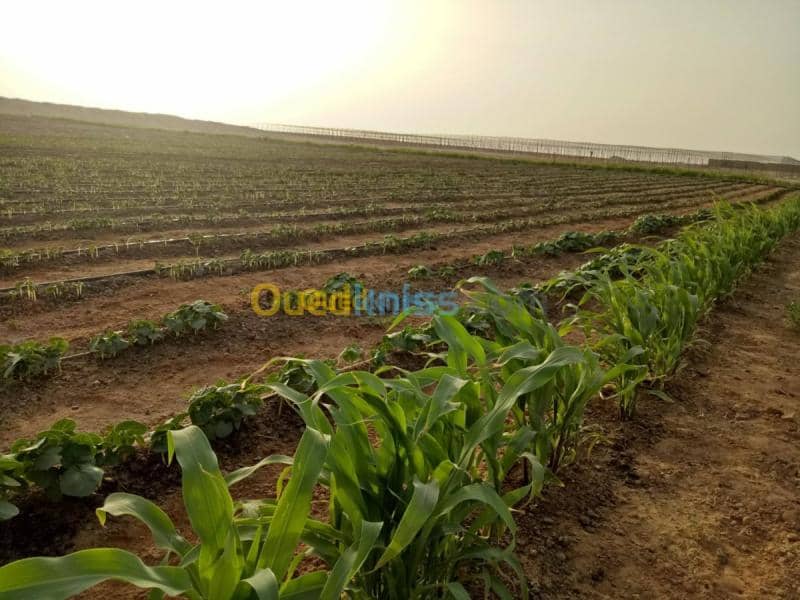Vente Terrain Agricole Biskra Oumache 2
