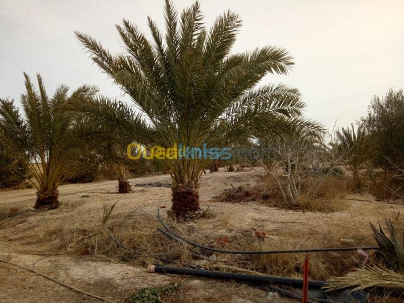 Vente Terrain Agricole Biskra Oumache 4