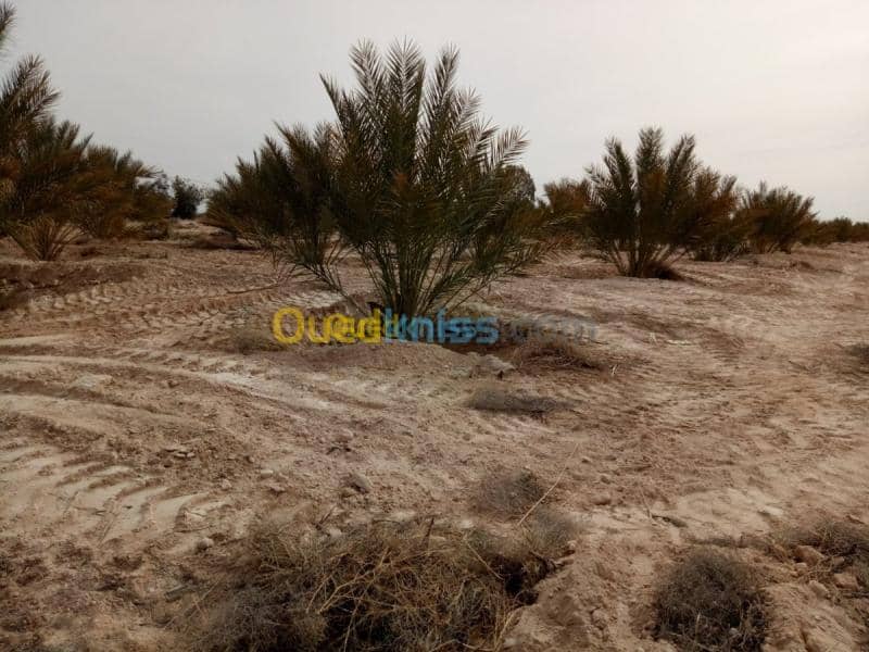 Vente Terrain Agricole Biskra Oumache 5