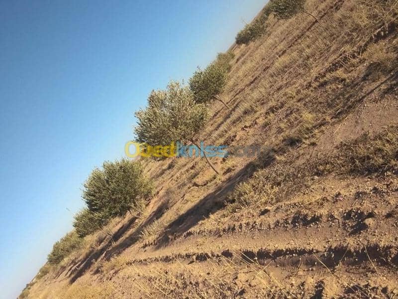 Vente Terrain Agricole Msila Zerarka 4