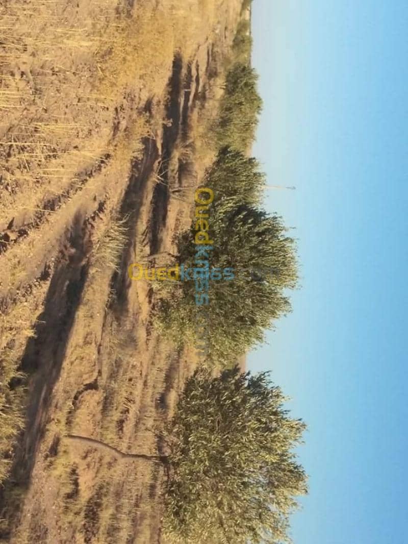 Vente Terrain Agricole Msila Zerarka 5