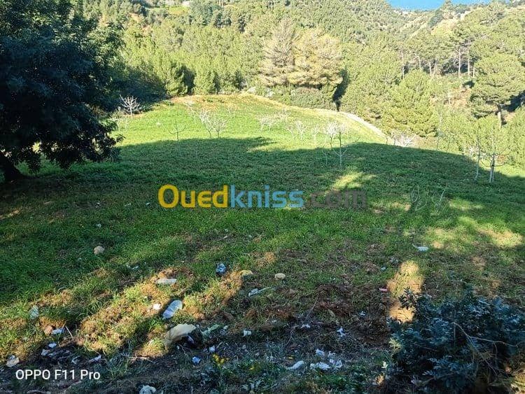Vente Terrain Chlef Tenes 2