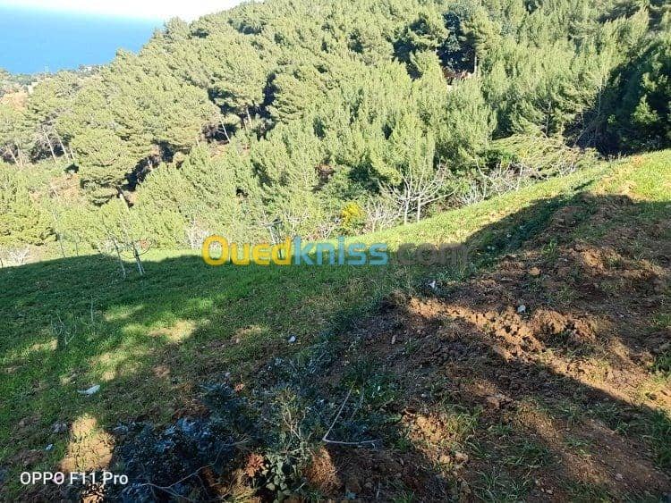 Vente Terrain Chlef Tenes 3