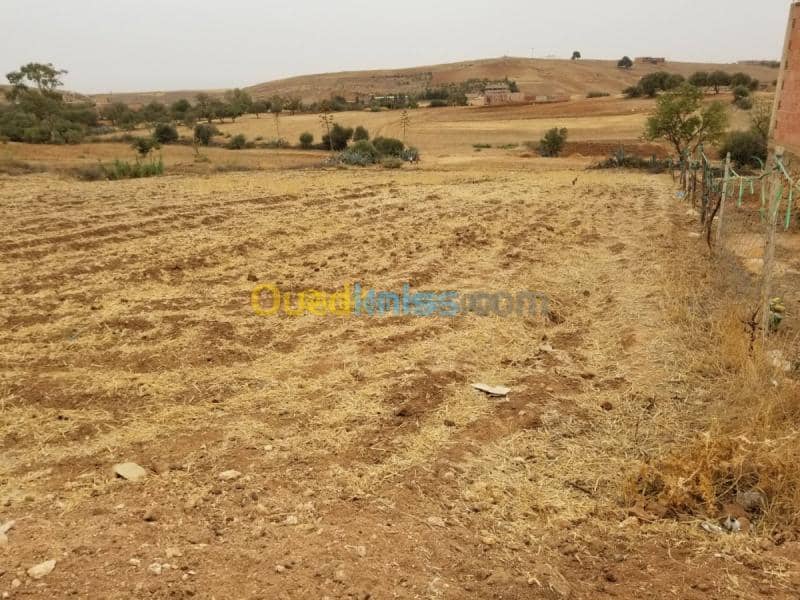 Vente Terrain Relizane Mazouna 12