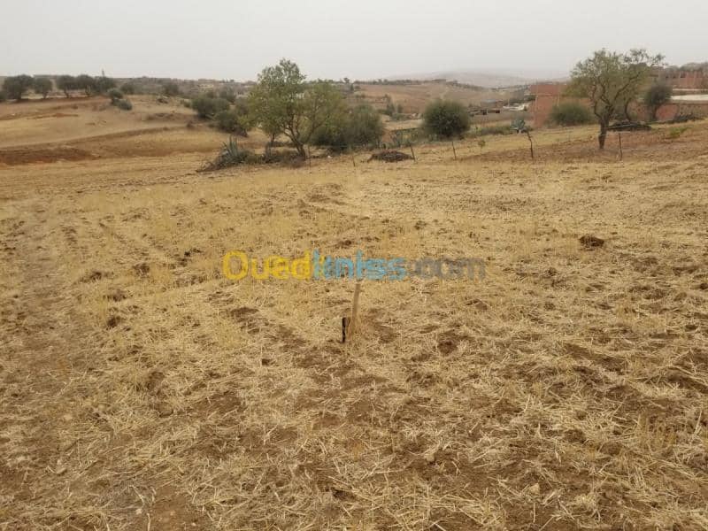 Vente Terrain Relizane Mazouna 9