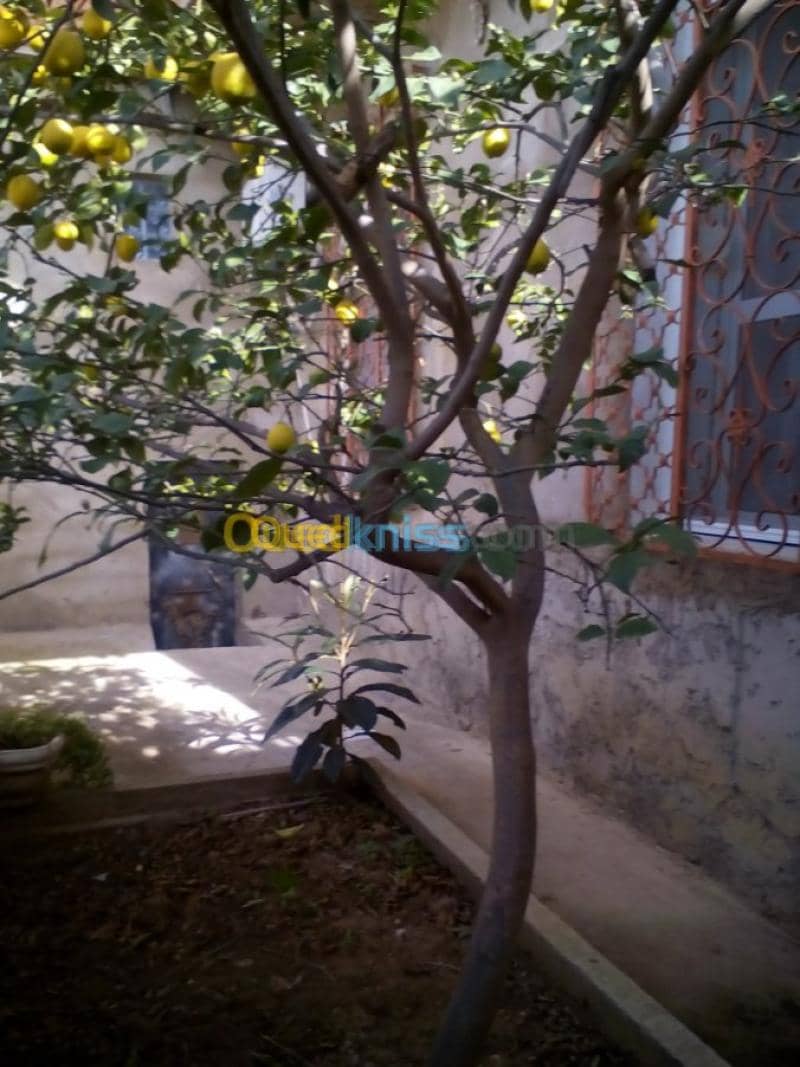 Vente Villa Skikda El Hadaiek 25