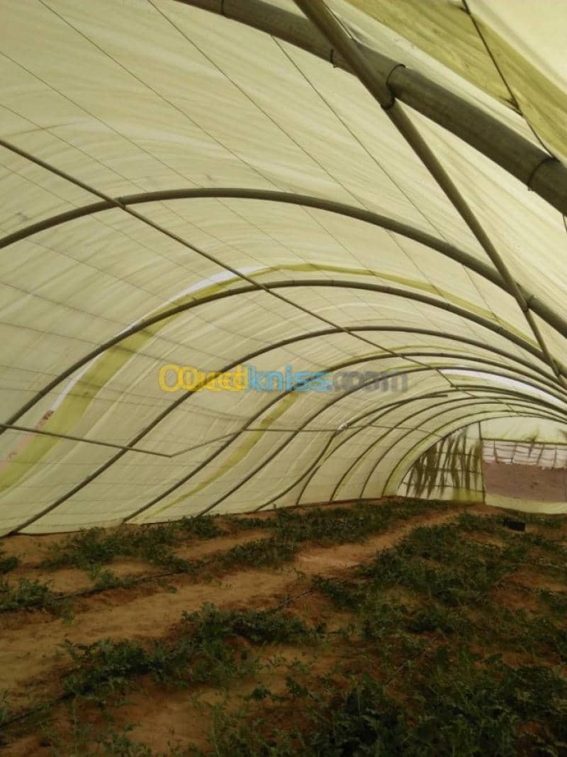 Location Terrain Agricole Ouargla Ouargla 7