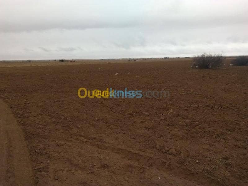 Vente Terrain Agricole Djelfa Benhar