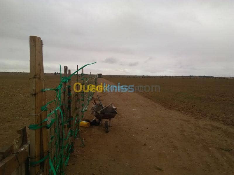 Vente Terrain Agricole Djelfa Benhar 2