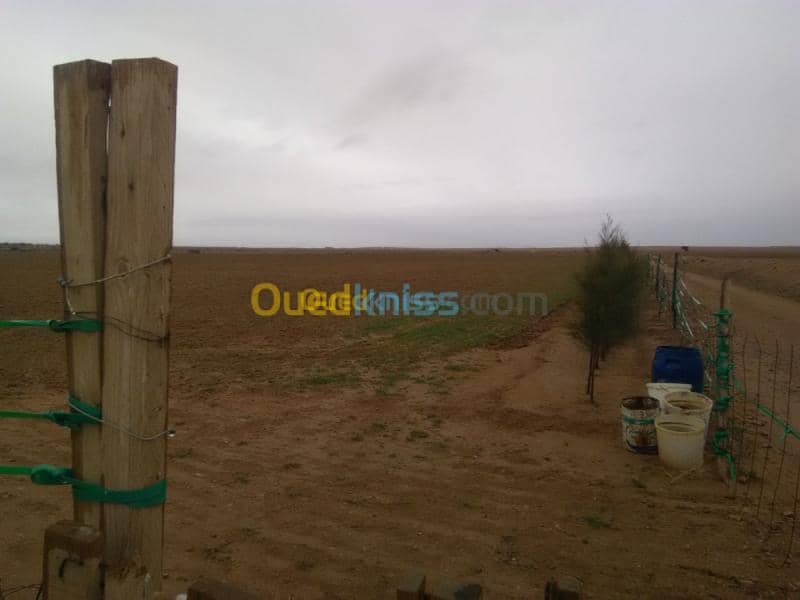Vente Terrain Agricole Djelfa Benhar 3