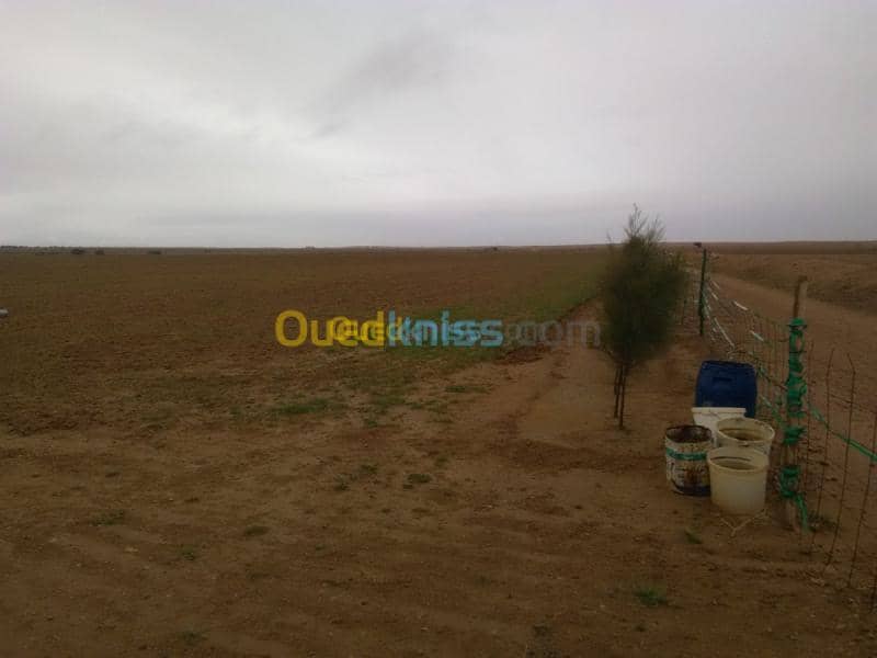 Vente Terrain Agricole Djelfa Benhar 4