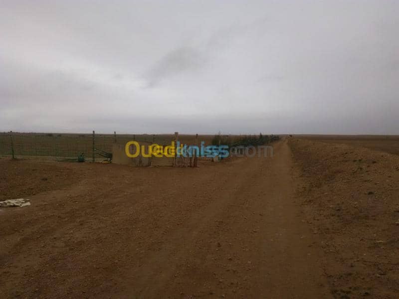 Vente Terrain Agricole Djelfa Benhar 5