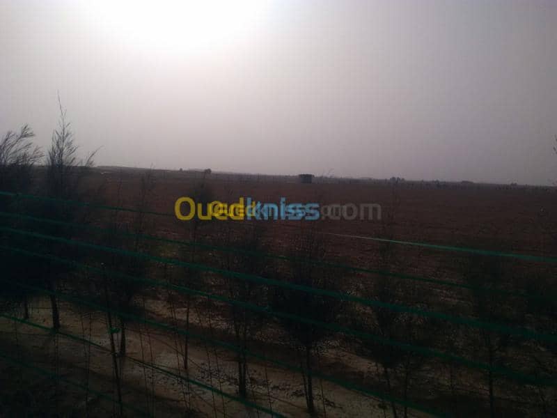 Vente Terrain Agricole Djelfa Benhar 6