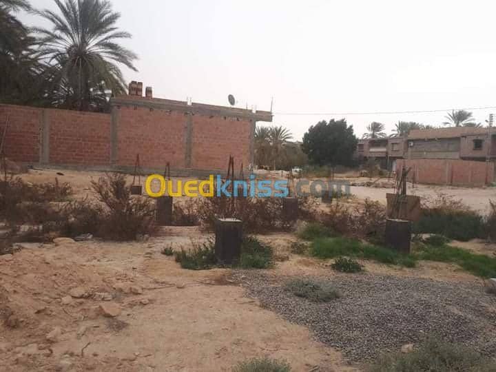 Vente Terrain Biskra Tolga 2