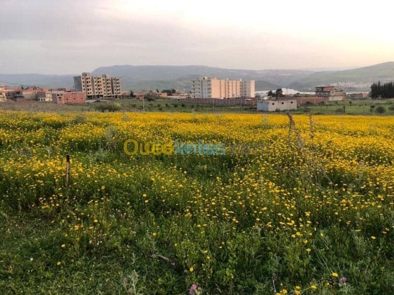 Vente Terrain Mila Grarem gouga 2