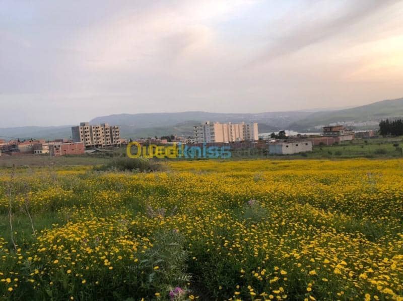 Vente Terrain Mila Grarem gouga 3