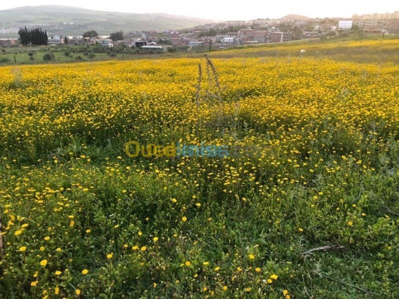 Vente Terrain Mila Grarem gouga 5