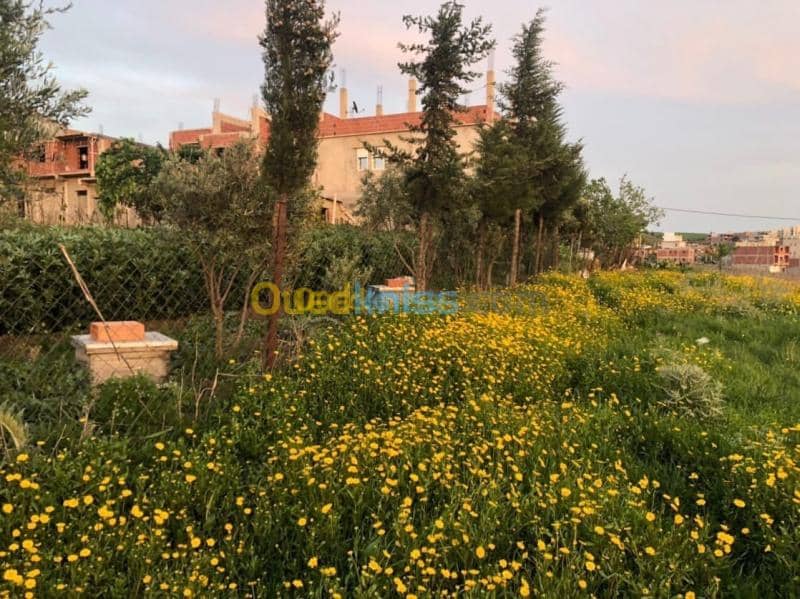 Vente Terrain Mila Grarem gouga 6