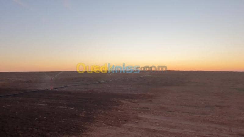 Vente Terrain Agricole Djelfa Ain oussara 3