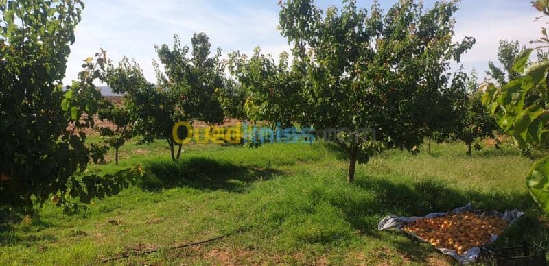 Vente Terrain Agricole Djelfa Ain oussara 20