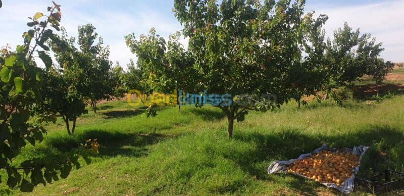 Vente Terrain Agricole Djelfa Ain oussara 21