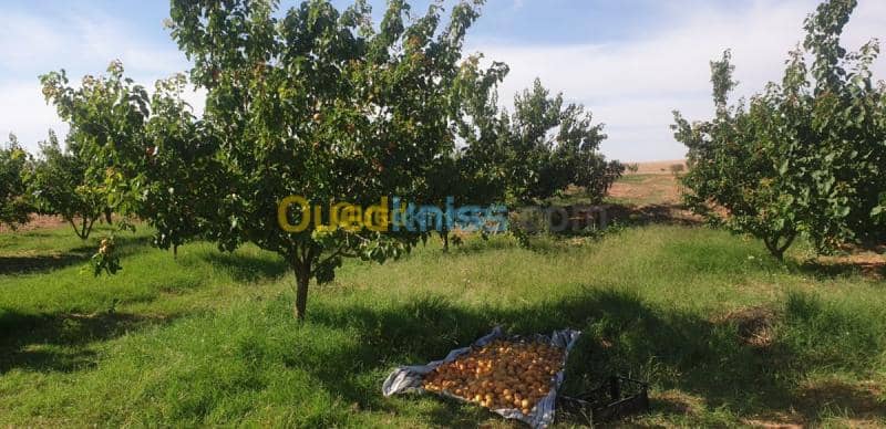 Vente Terrain Agricole Djelfa Ain oussara 22