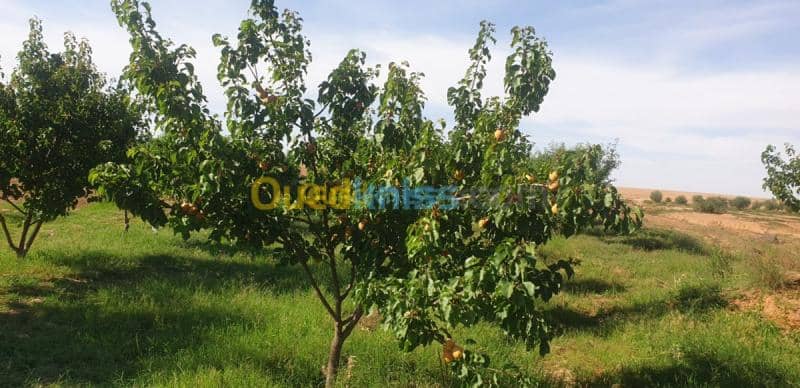 Vente Terrain Agricole Djelfa Ain oussara 23