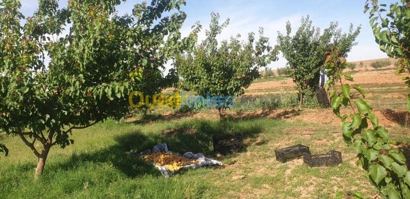 Vente Terrain Agricole Djelfa Ain oussara 24