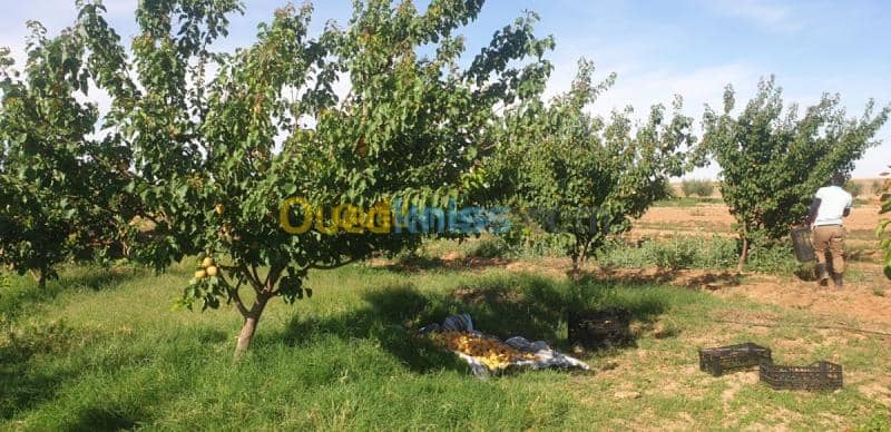 Vente Terrain Agricole Djelfa Ain oussara 25