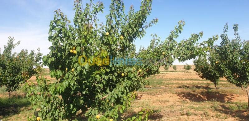 Vente Terrain Agricole Djelfa Ain oussara 26