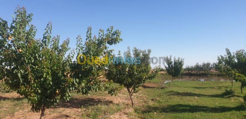 Vente Terrain Agricole Djelfa Ain oussara 27