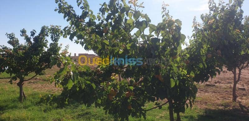 Vente Terrain Agricole Djelfa Ain oussara 28