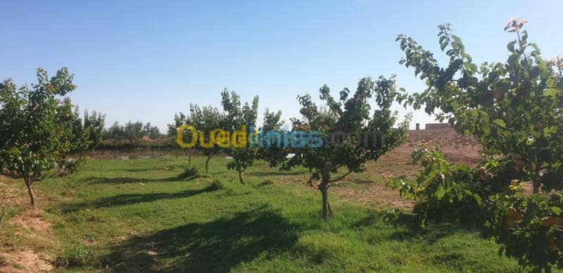 Vente Terrain Agricole Djelfa Ain oussara 29