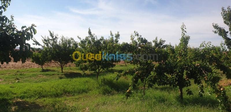 Vente Terrain Agricole Djelfa Ain oussara 30