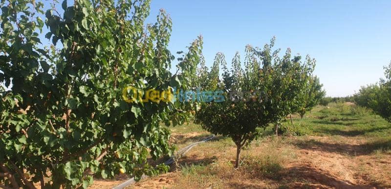 Vente Terrain Agricole Djelfa Ain oussara 31