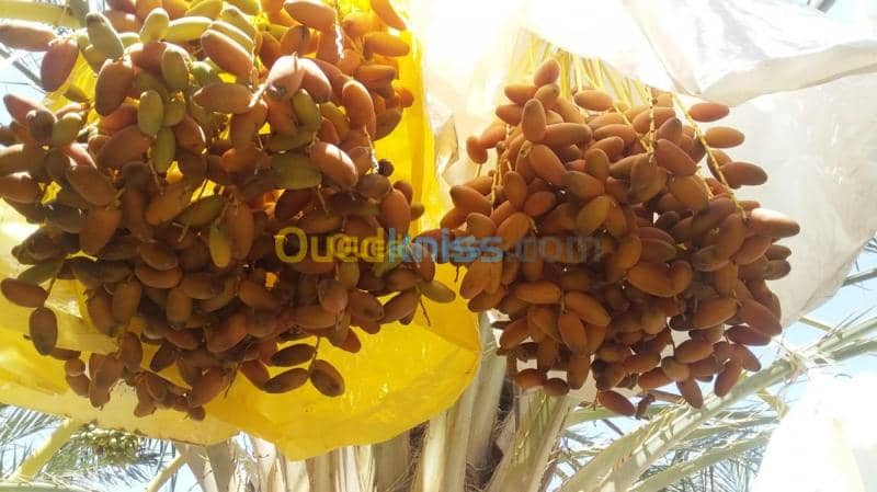 Vente Terrain Agricole Biskra Foughala 5