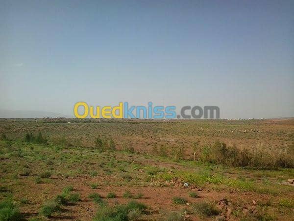 Vente Terrain Agricole Naama Ain sefra