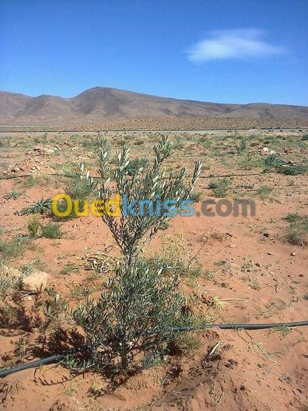 Vente Terrain Agricole Naama Ain sefra 2