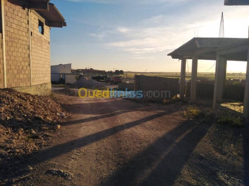 Vente Carcasse Mila Chelghoum laid