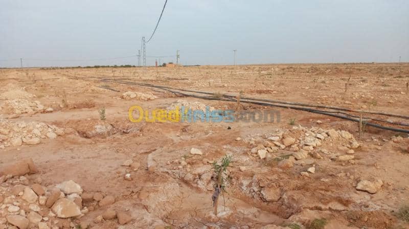 Vente Terrain Agricole Biskra Oumache 2