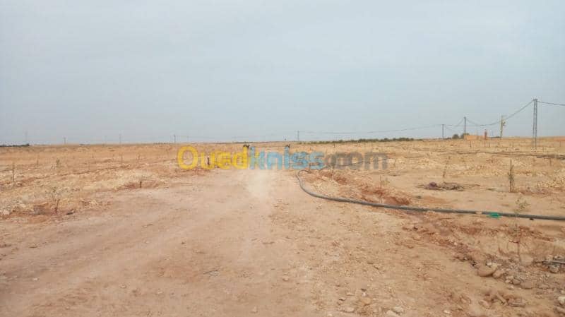 Vente Terrain Agricole Biskra Oumache 5