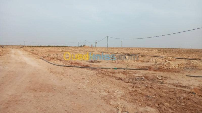 Vente Terrain Agricole Biskra Oumache 6