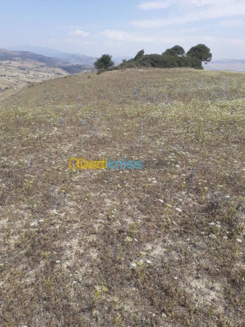 Vente Terrain Ain defla Hammam righa