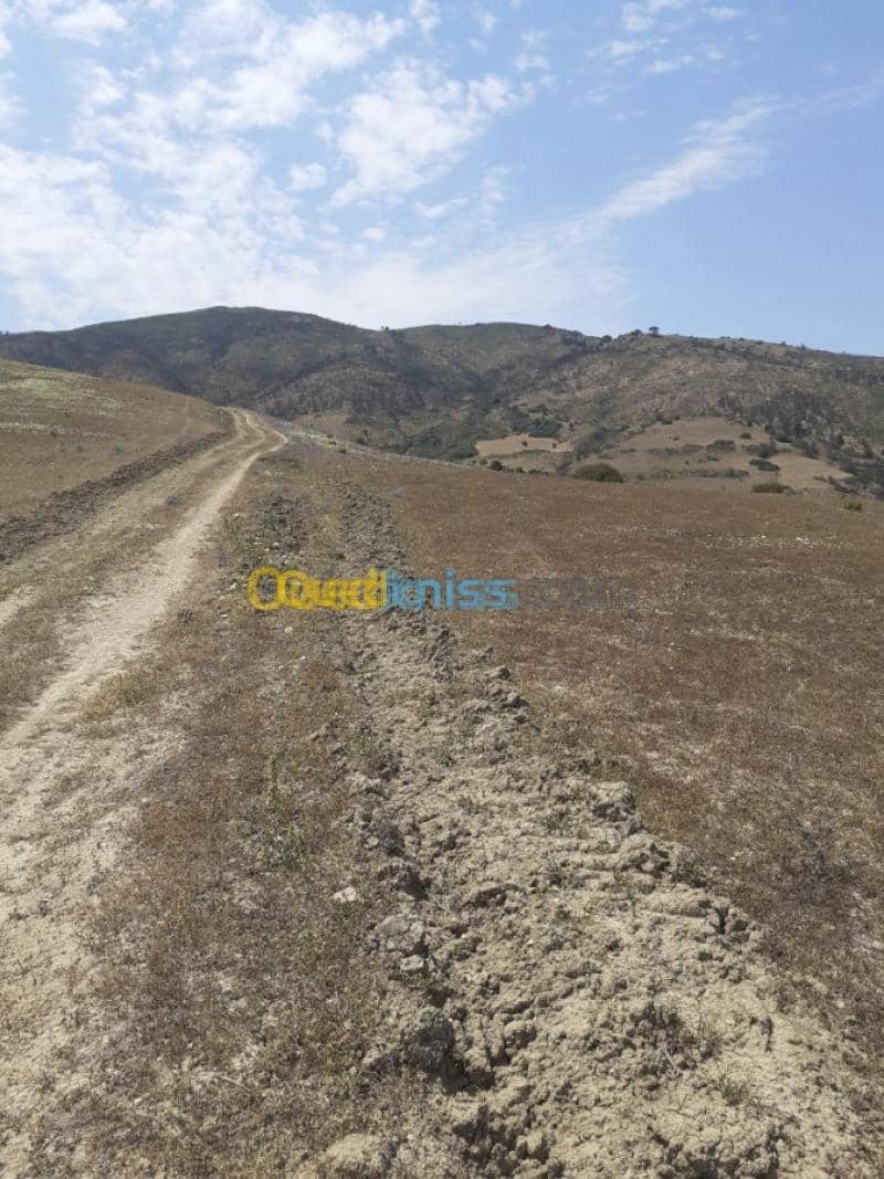 Vente Terrain Ain defla Hammam righa 11