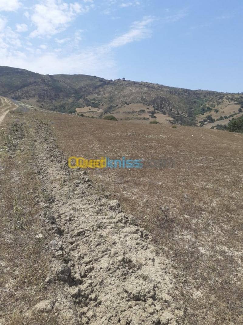 Vente Terrain Ain defla Hammam righa 12