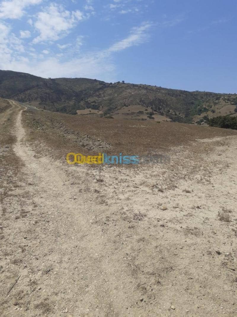 Vente Terrain Ain defla Hammam righa 13