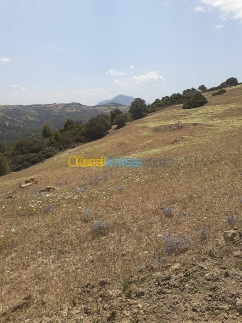 Vente Terrain Ain defla Hammam righa 15